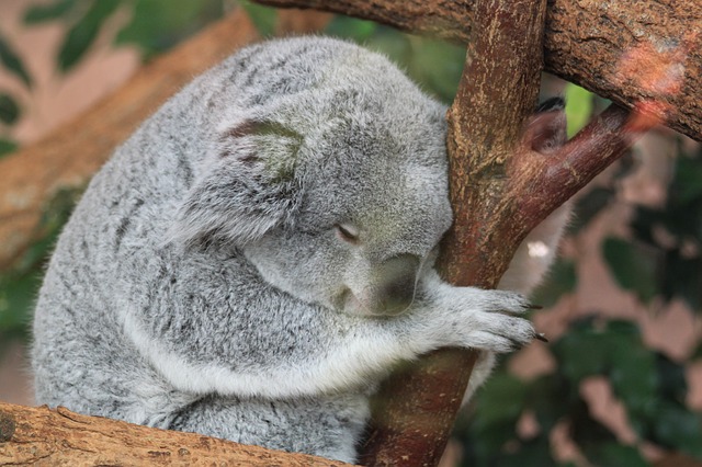 sleepy koala