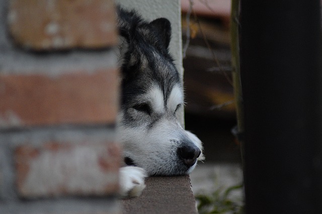 sleepy dog