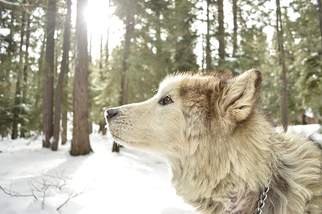 dog in forest