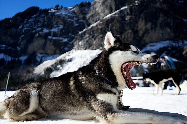 Malamute yawning